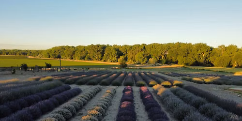 Lakeside Lavender Festival 2026