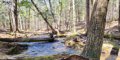UNB Woodlot - O'Leary Brook