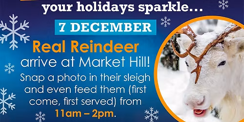 Meet Real Reindeer at Market Hill
