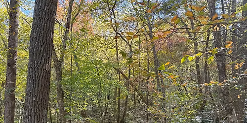 Beasley Knob OHV Ride!