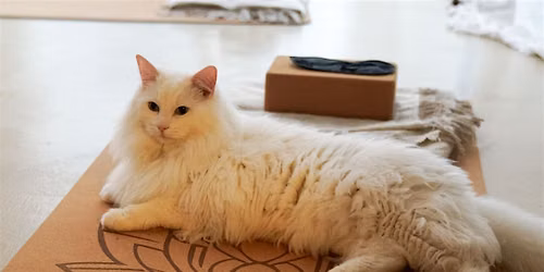 Cat Yoga | Flow & Restore with Josie