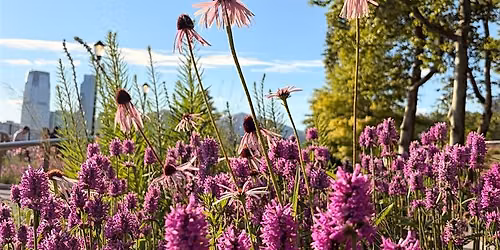 Designing a Resilient Landscape: A Walk with Claudia West