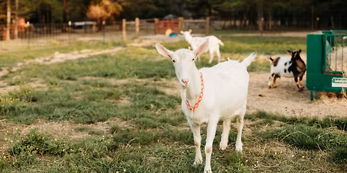 Embryo Transfer (sheep & goats) \u2014 Hands-On Training & Virtual Option