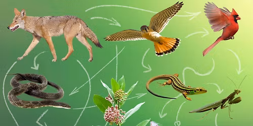 Nature Nuts: Food Chains