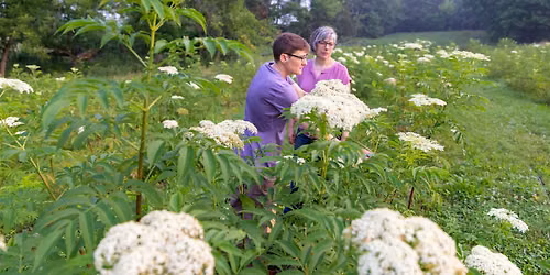 Ohio Elderberry Farm + Kitchen: Elderberry Production & Processing