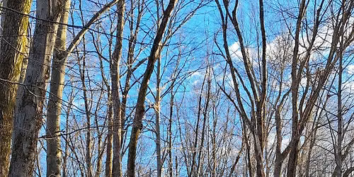 Saturday Guided Walk Series: Old Trolley Line