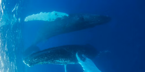 Cetacean Songs