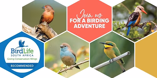 Birding Big Day Weekend