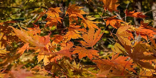 Arboretum Garden Tour: Fall Color