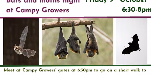 Bats and moths night at Campy Growers