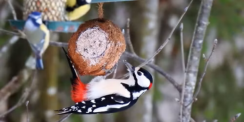 Kvittrende fuglehage - foredrag i regi av Golia Hagebrukslag