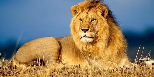 Topeka Lions Hockey Social