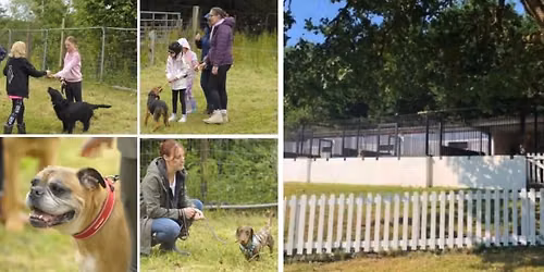 Kennels : Novelty Dog Show BBQ & Puppy Naming SA10 8PR