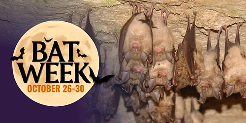 Bat Week