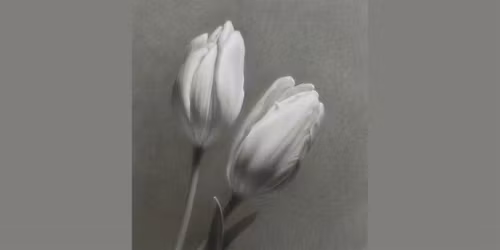 M. Joy Lemon-Luminous Florals in Charcoal and Chalk