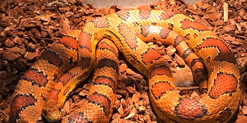 Reptiles & Amphibians: Sensational Snakes
