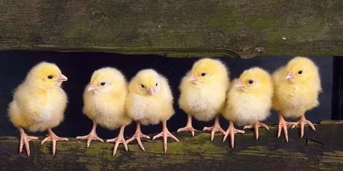 Chick Days! 
