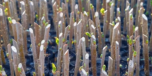 Plant Propagation