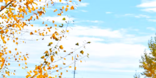 Coronation and Silent Auction