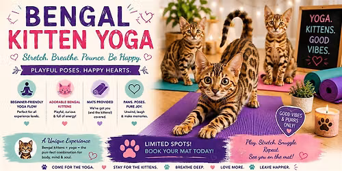 Bengal Kitten Yoga in Toronto