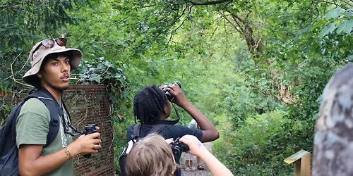 Woodland Bat Walk and Night Safari