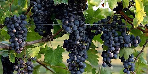 Merlot red grapes harvest 2026