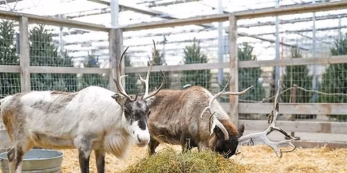 Meet Santa's Reindeer