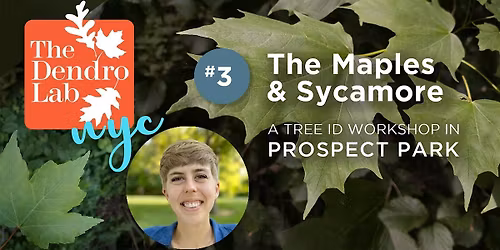 Maple Identification in Prospect Park w\/Nicole Follmann