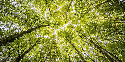 National Relaxation Day Forest Bathing @ Bredesen Park