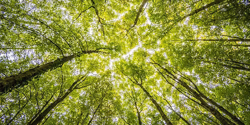 National Relaxation Day Forest Bathing @ Bredesen Park
