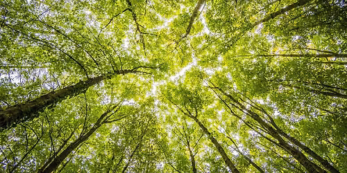 National Relaxation Day Forest Bathing @ Bredesen Park