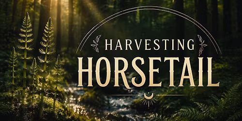 Harvesting Horsetail: A Sacred Plant Experience