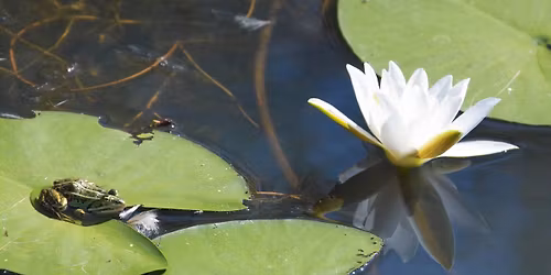 South Notts Out & About: Lily Ponds, Radcliffe on Trent