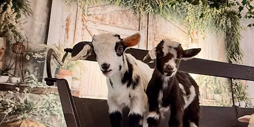 Baby Animal Weekend