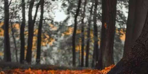 Fall Leaf Round Up