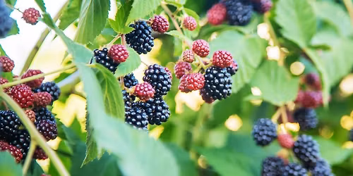 Nature Crafts: Plants to Jam