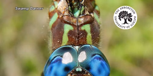 Dragonflies and Damselflies