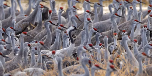 Speaker Series: Nebraska Big Year: Chasing 350 with Tobin Brown 