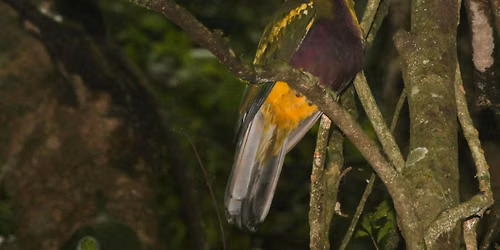 Winter Bird Survey - Mary Cairncross Scenic Reserve