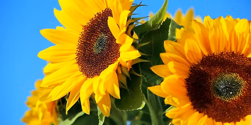 Community Connection Dinner \u2014 Welcome Summer!