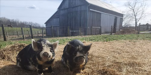 Little Farmers Storytime - M is for Mud