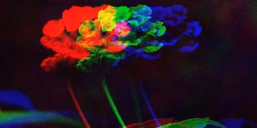 Concord Floral by Jordan Tannahill