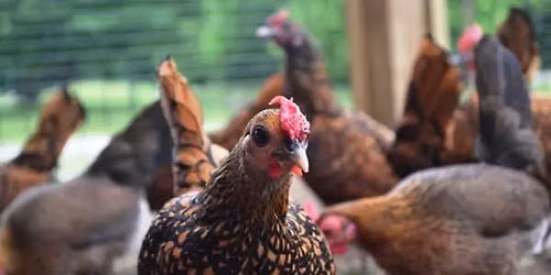 Chicken Time @ The Blandford Farm