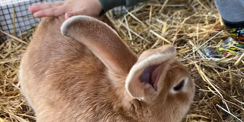 Kotiel\u00e4inpihan kes\u00e4kauden avajaiset