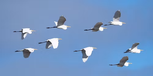 Shorebird  Identification  Workshop
