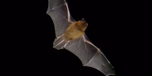 Grove Farm Bat Walk