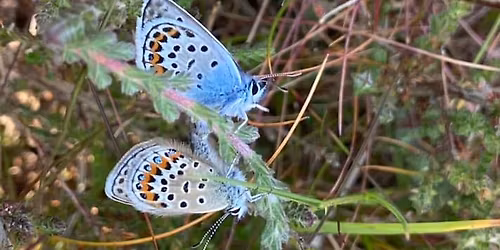 Christmas craft fair , at Bradbury centre Whitchurch