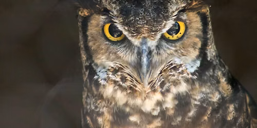 Owl Prowl at the Bird Sanctuary