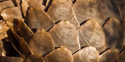 Finding Your WILD Summer Camp - 'Play & Explore' Pangolin Week 
