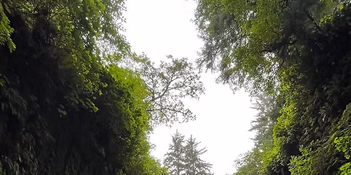 Fern Canyon Day Hike - Registration Required